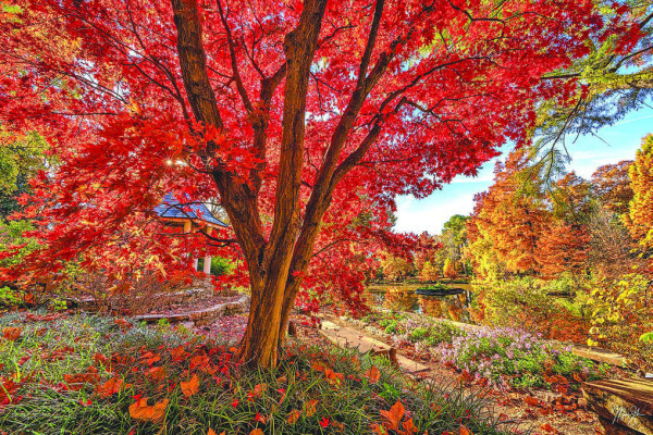A Bloodgood Japanese maple tree in the gardens of Bartlett Arboretum in Belle Plaine. Mickey Shannon/Contributed photo