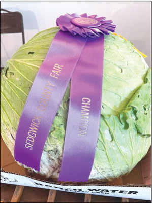 Price Family Farms produced a 17.5-pound cabbage that was grown by Thalene Chard of Cheney. Travis Mounts/TSnews