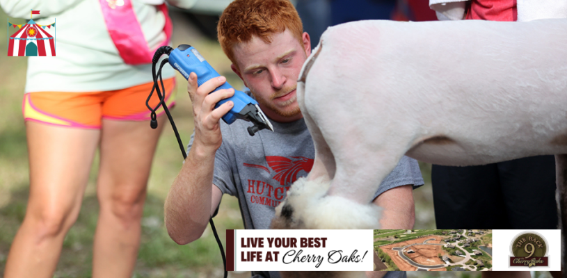 Thursday Highlights Sedgwick Co Fair 2023