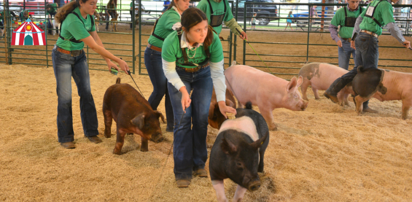 Sedgwick Co Fair 2023 Friday highlights