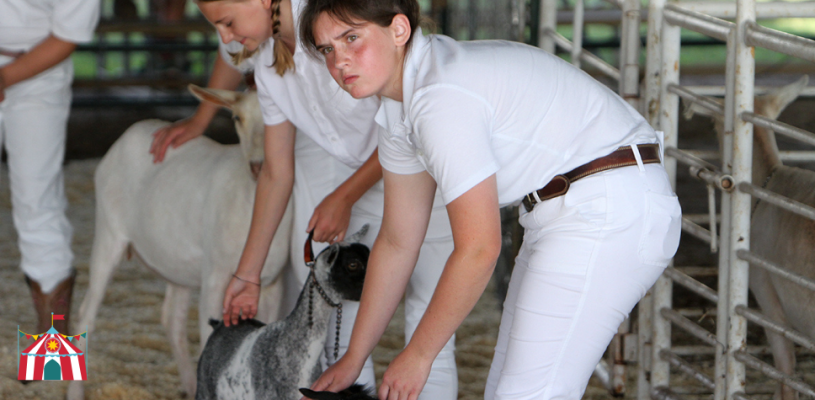 Thursday Highlights Sedgwick Co Fair 2023