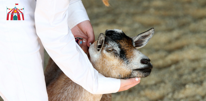 Thursday Highlights Sedgwick Co Fair 2023