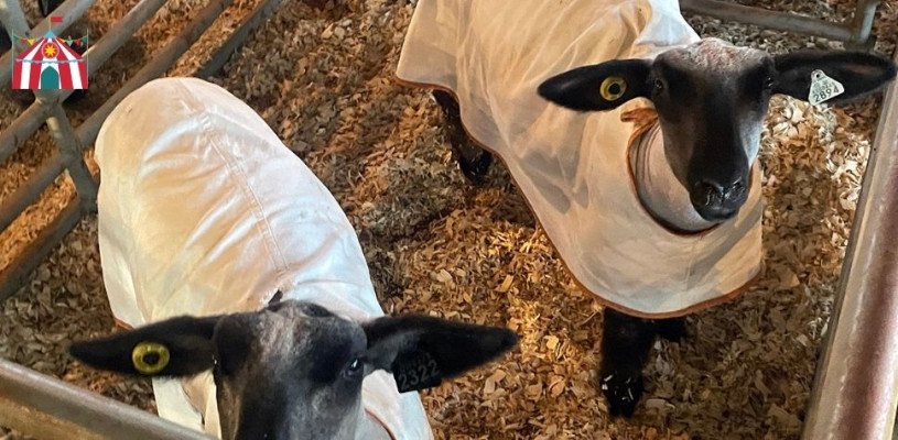 Sedgwick Co Fair 2023 Wednesday highlights