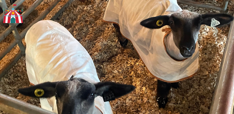 Wednesday Sedgwick Co Fair 2023