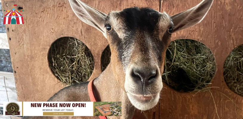 Wednesday Sedgwick Co Fair 2023