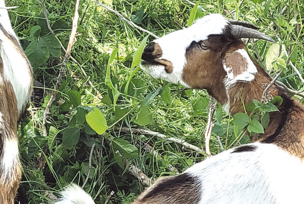 A goat happily chomps on some poison ivy along the Prairie Sunset Trail. Paul Rhodes/TSnews
