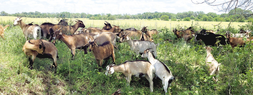 While some goats rested, others worked Friday afternoon, as they made their way through a large patch of poison ivy. Paul Rhodes/TSnews
