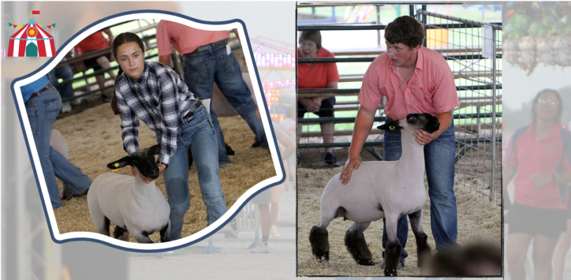 Sedgwick Co Fair 2023 Friday highlights