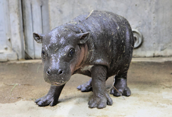 A baby Pygmy hippo was born in December at Tanganyika Wildlife Park. It is the fourth Pygmy hippopotamus calf born at the Goddard park since 2017. Contributed photo