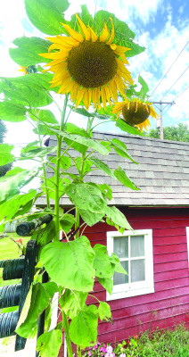 This sunflower is reaching new heights once again. The sunflower is located in Patty Renner’s backyard at her Garden Plain home, and has been featured before in this newspaper for its height. It is nearly as tall as her backyard shed, and the flower is estimated by a six-foot-tall photographer to be about 12 feet high. Travis Mounts/TSnews