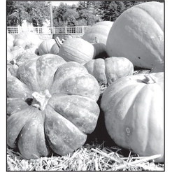 To safely enjoy a fall favorite treat, research how to correctly preserve your pumpkins for the season. Metro Creative photo