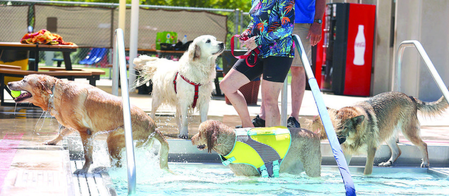 A line of dogs enjoy the water at the annual Dog Days, held on Sunday at the Dewey Gunzelman Swimming Pool in Haysville. The event draws a loyal (of course) group of dogs each August. A similar event will be held 6-7 p.m. this Sunday at the Cheney Municipal Pool. See more photos from Haysville on Page A5. Stephanie McKennon/TSnews
