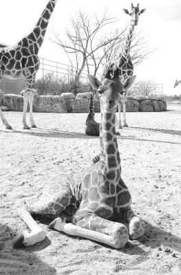 One of the new giraffe calves at Tanganyika Wildlife Park relaxes in the late winter sunshine. The park welcomed two new calves in January. They stood roughly 6-feet tall at birth. Contributed photo