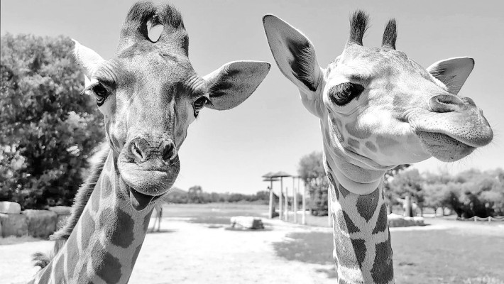 Towering tykes: Baby giraffes born at Tanganyika