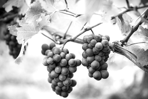Wait on grapes in the garden
