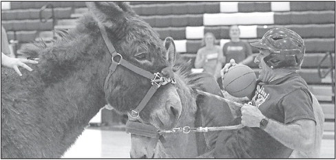 ABOVE: Jeff Cornwell, Clearwater High teacher and coach, tries to stay mounted on his donkey while fighting to keep control of the ball.