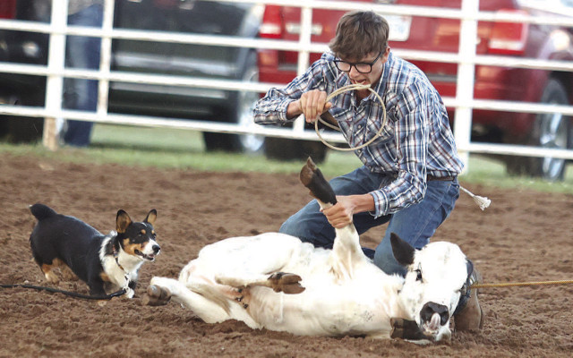 Ethan Gates finishes the job during Saturday’s calf roping at last weekend’s Conway Springs Rodeo. He received some extra help from a corgi, which apparently got away from a spectator. Stephanie McKennon/TSnews