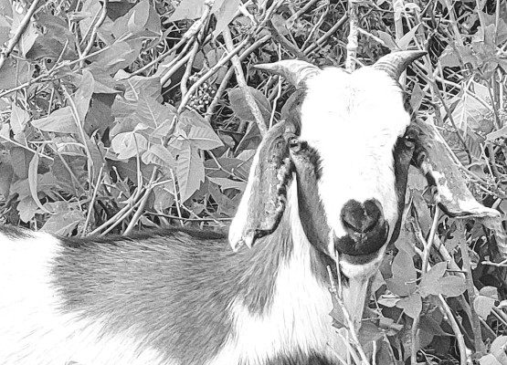 A goat belonging to Restoration Grazing took a moment to check out a photographer on Friday afternoon before getting back to the work at hand – eating lots of poison ivy along the Prairie Sunset Trail between Garden Plain and Goddard. Paul Rhodes.TSnews