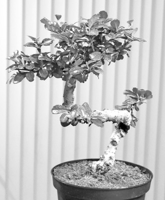 A Fukien Tea bonsai that publisher Paul Rhodes has been training for a while now needed pruning this week – with a little help from a friend. Paul Rhodes/TSnews