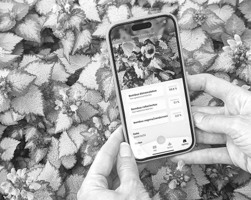 The BeeMachine app identifies a bee visiting a suburban flower garden in Lawrence as a two-spotted bumblebee. The app uses artificial intelligence to distinguish among species, some of which are very difficult to tell apart. Boone Bradley/Kansas News Service