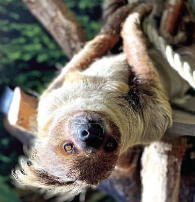 Oscar, a sloth at Tanganyika Wildlife Park, was humanely euthanized last week after it was determined a health condition would lead to organ failure. Tanganyika Wildlife Park/Contributed photo