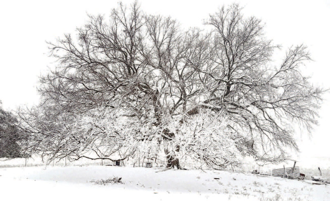 Tamara Ukena shared this photos of snowfall on an elm tree that is more than 150 years old. The tree is located on the family farm southwest of Cheney. Contributed photo