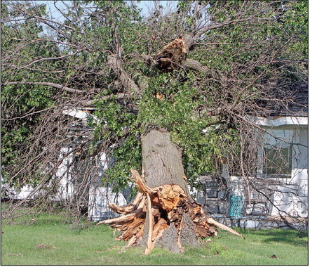 A downed tree rests on a home south of Garden Plain. It was among the most severe damage reported in the area. Travis Mounts/TSnews