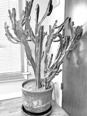 Publisher Paul Rhodes has nurtured this Afrcan milk tree – or candelabra cactus – for the past 33 years. Here's how it looks after it was pruned back more than four feet last week. Paul Rhodes/TSnews