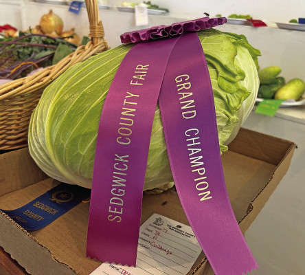 Terry Chard entered a 12-1/2 pound cabbage into the Open Class Competition at the Sedgwick County Fair. He won grand champion. Brianna Barnes/TSnews