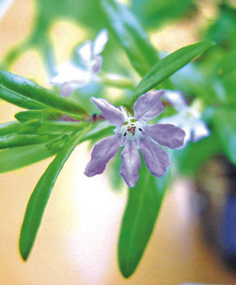 The Mexican heather is one of 10 plants recommended for the heat and dryness of a Kansas summer. Contributed photo
