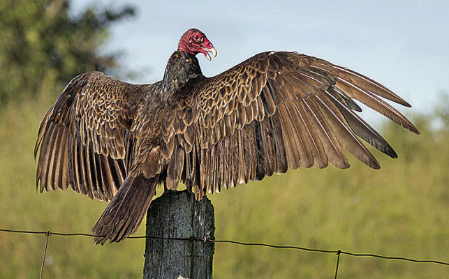Turkey vultures began their northern migration in mid-March. Some will continue north, while others stay in Kansas. Contributed photo