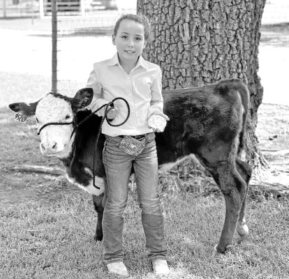 Avery Volavka, a member of the Trailblazers 4-H Club, shows off her bucket calf at the Sumner County 4-H Fair livestock show in July in South Haven. Contributed photo