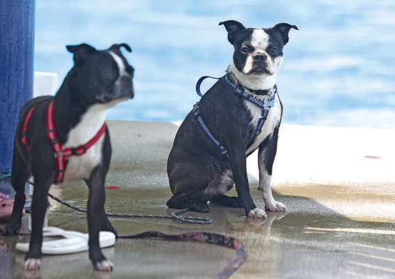 Wet and wild canines