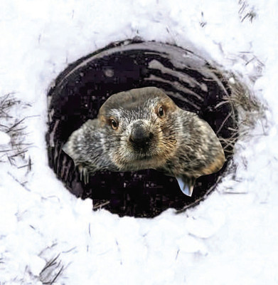 This groundhog was rescued on Groundhog’s Day from a hole at Sand Creek Station golf course in Newton. A teenage boy was rescued from the same hole by Newton Fire/EMS the previous week. Newton Fire/EMS/Contributed photo