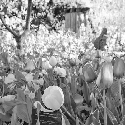 Bartlett Arboretum offers timeless beauty and tribute to history