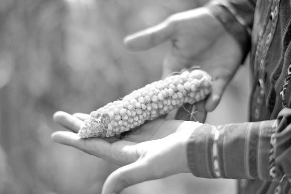 Truck driver Isaac Yara holds up a piece of dryland field corn while waiting for his truck load to finish. This corn is smaller than sweet corn. Calen Moore/Kansas News Service