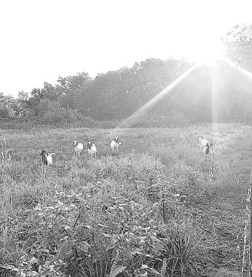 Goats have been introduced to the Garden Plain High School FFA farm. The goats are helping clear dried out and deceased plants. Contributed photo