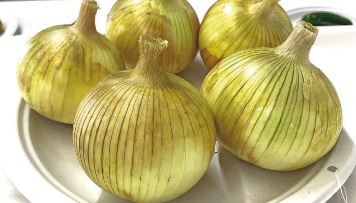 Kennedy Waugh, a member of the Quail Valley 4-H Club, won two grand champion prizes this summer, with these onions being one of her prize entries. Travis Mounts/TSnews
