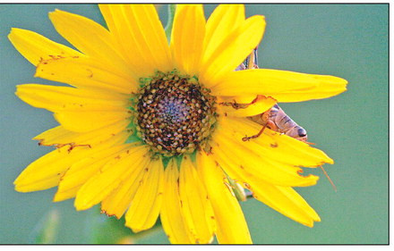 This Kansas wildflower, with an insect friend hanging out, was photographed in the Flint Hills. Travis Mounts/TSnews