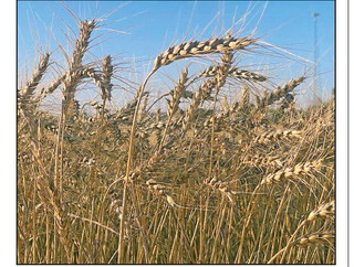 Recent rains have pushed back the start of the 2025 wheat harvest. Travis Mounts/TSnews