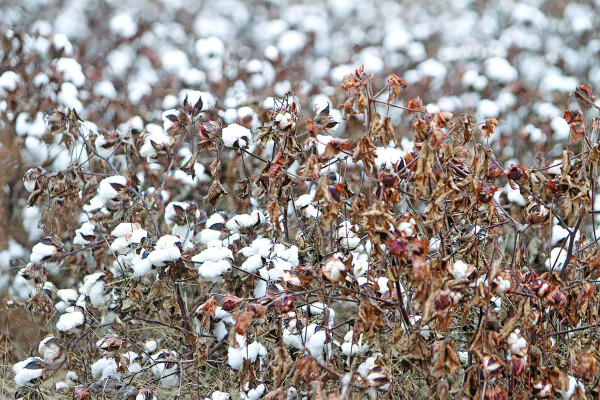 Fall harvest brings mostly good news to area farmers
