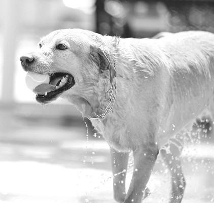 Dogs enjoy their day at pool