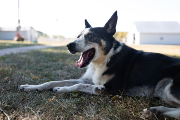 Tough, pictured above, is a hard-working cattle dog and sheepherder. She was paralyzed for almost three weeks following a spinal injury suffered while moving cattle. She worked her way back, and recently was named the American Farm Bureau Federation’s Dog of the Year. Kansas Living