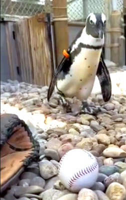 One of the penguins from Tanganyika Wildlife Park will throw out the ceremonial first pitch next week on Wednesday to start the Summerball Showdown.