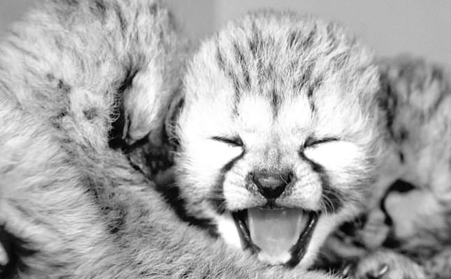 A large litter of cheetah cubs has been born at Tanganyika Wildlife Park in Goddard. There are seven cubs in the litter. Contributed photo