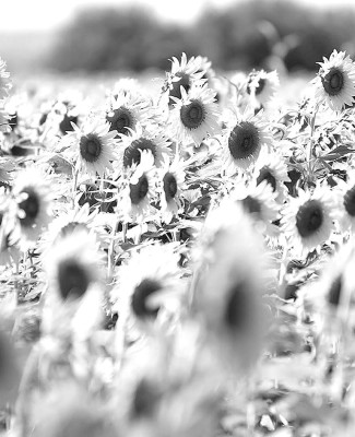 Kansas Day: A Story Written on the Prairie