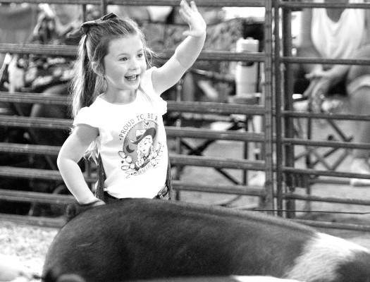 Harper Floyd gives a wave while taking part in the peewee swine show at the 2025 Sedgwick County Fair. Heat during county fairs can be a problem for the animals and their human handlers. Travis Mounts/TSnews