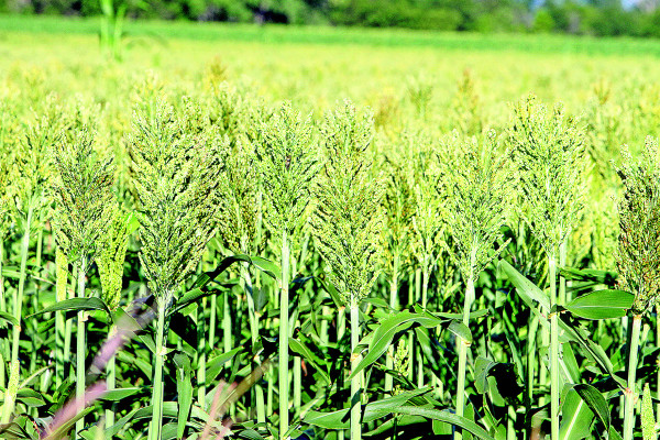 Farmers are expecting good crops this fall, but the expected abundance is pushing down prices. Travis Mounts/TSnews