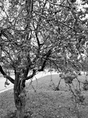 Publisher Paul Rhodes has enough crabapple berries on one of his trees to feed thousands of birds this winter. Paul Rhodes/TSnews