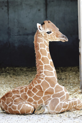 Giraffe herd expands with newborn calves